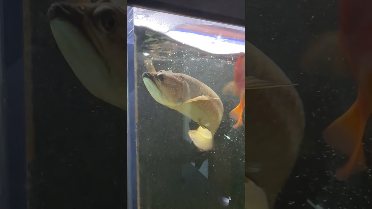Feeding a massive JARDINII arowana