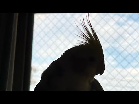 うちにはこんな鳥がいます