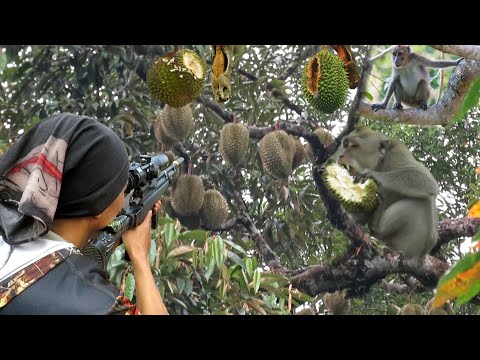 4 MASALAH yg sering dialami BAJING KELAPA. #bajing #tupai #squirrel