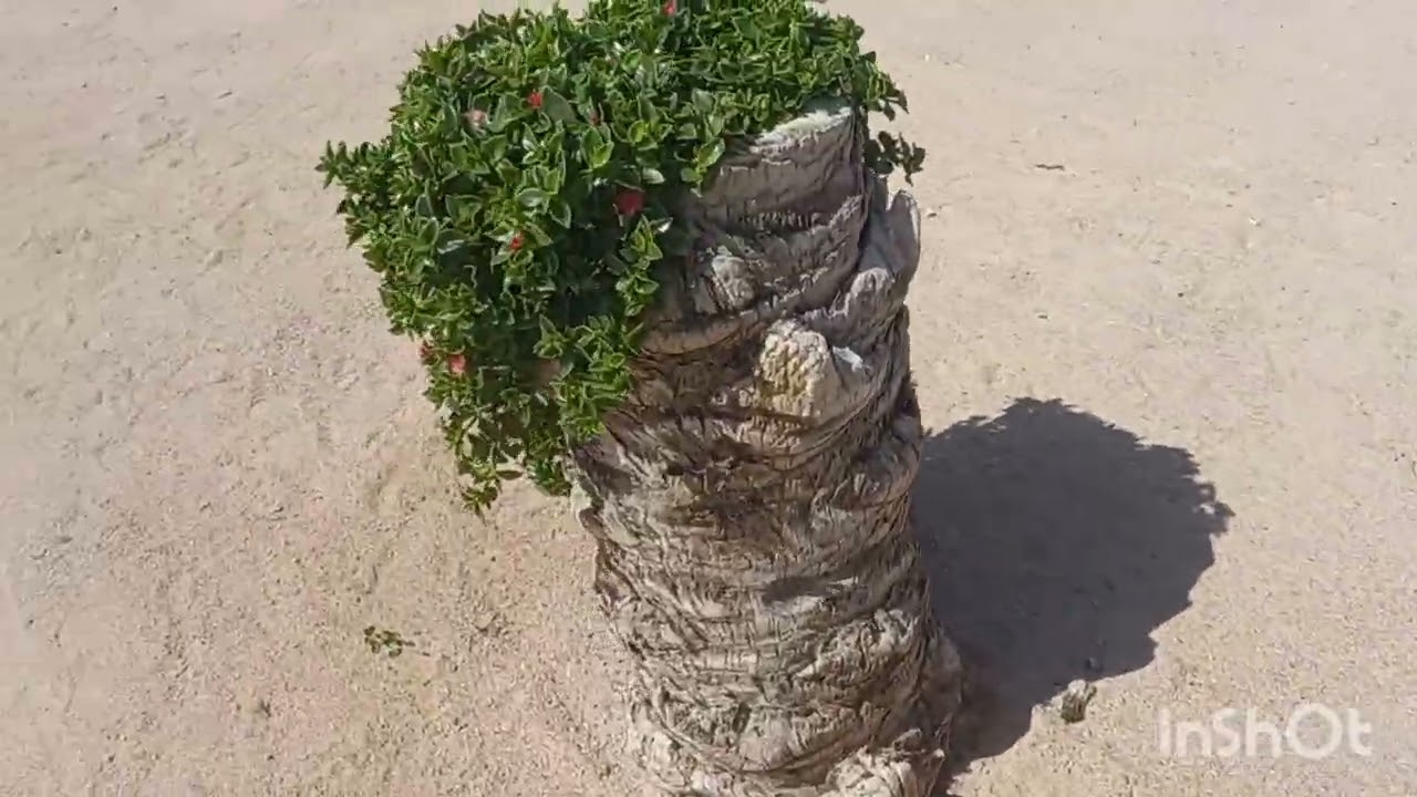 7 МАРТ 2026 ЙИЛ ШАРМ ЭЛЬ ШЕЙХ ДЕНГИЗ БУЙЛАРИДА🩵💜🤎❤️🩷🧡🩵💜🤎❤️🩷🧡🩵💜🤎❤️🩷