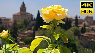 Blooms of Alhambra: A Summer Symphony in HDR10+ // 4K Ultra HD Sample Footage HDR 10