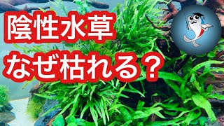 【本当に簡単?】ミクロソリウム・アヌビアスナナが育たない理由