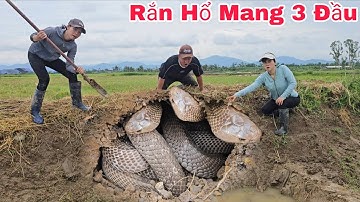 Cô Gái Gào Thét Kêu Cứu Khi Phát Hiện 5 Con Rắn Hổ Mang Đang Lột Xác Ngoài Cánh Đồng