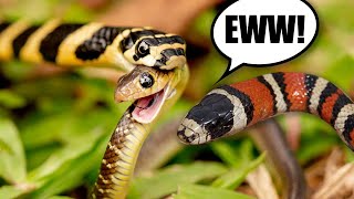 Is it Still a Kingsnake if it Doesn't Eat Snakes?