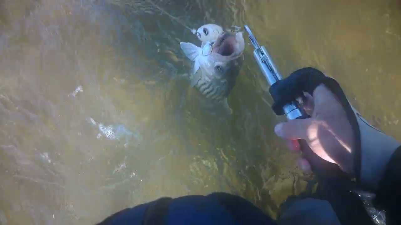 TOPWATER STRIPER FISHING | SALTWATER FISHING WITH POPPERS | FISHING RI WITH THE BOWTIE GUY | FISH RI