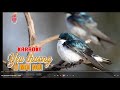 Huy Tâm Channel - Yêu thương ở mọi nơi - Ngọc Minh - LYRIC