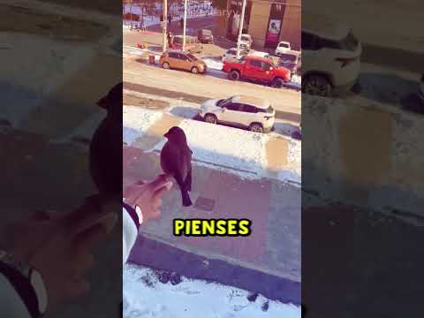 ESTE PÁJARO ES MUY INTELIGENTE