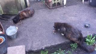 20170518_194704.mp4