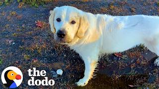 rock obsessed golden even takes rocks bed him dodo