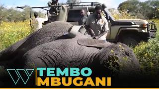 WATCH HOW AN ELEPHANT WAS CAPTURED AND FITTED WITH A GPS TRACKER TO CONTROL HOME INVASIONS