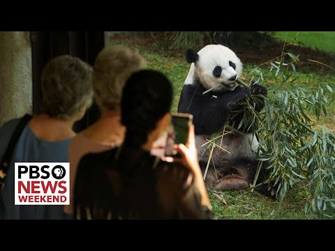 Video: Zoologijos sodai sėkmingai nyksta nykstantiems pandams