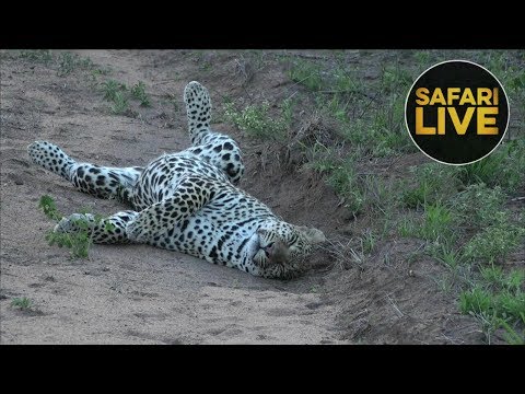 leopard print safariLIVE - Sunset Safari - December 21, 2018