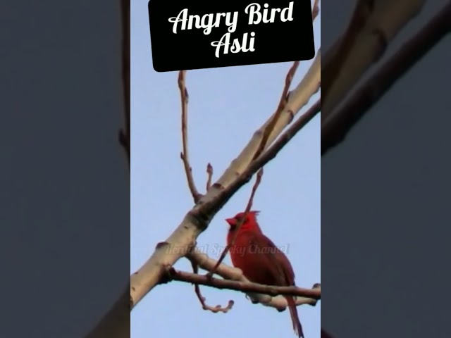 Angrybird #birds #bird #animal #animals #fypシ #fypviral #shorts #short class=