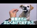 【解説】歯磨きガムの正しいあげ方