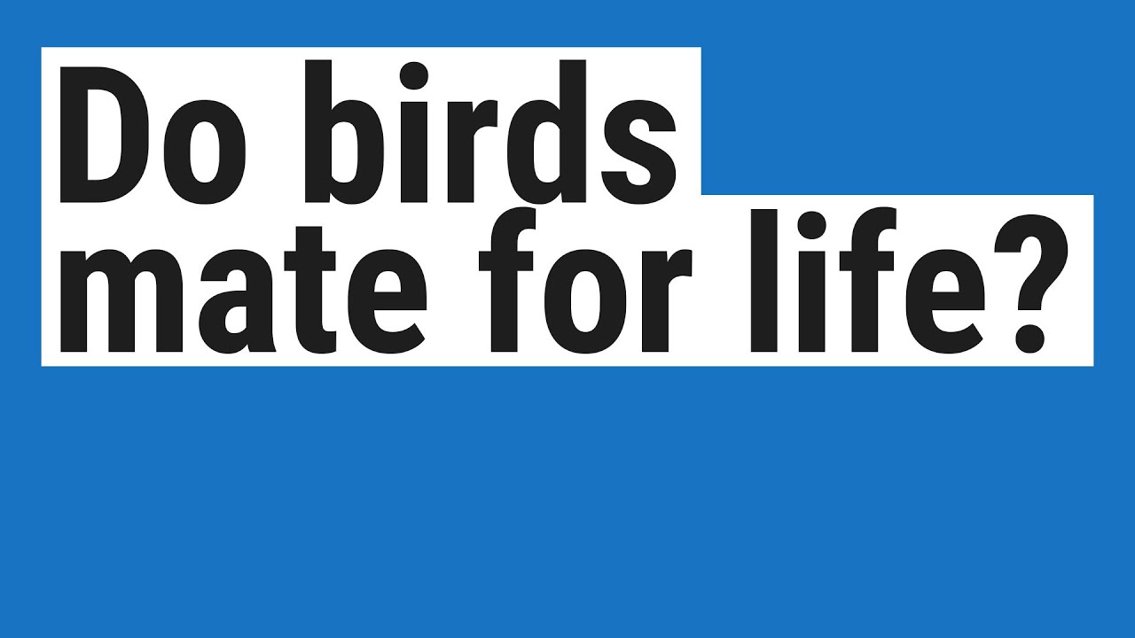 Do birds mate for life? YouTube