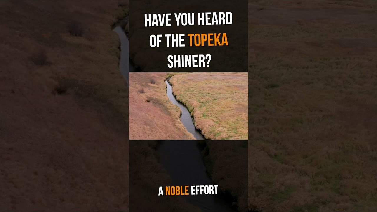 These Minnows LOVE Pheasant Habitat!