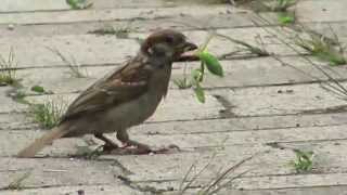 動物の捕食シーン カマキリを食らうスズメ Youtube 動物の捕食シーン カマキリを食らうスズメ Youtube