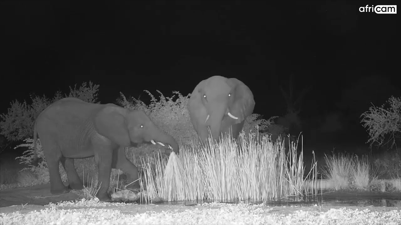 Breeding Elephant Herd at Cat-EYE.