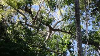 Howler monkeys at the Mayan ruins in Belize