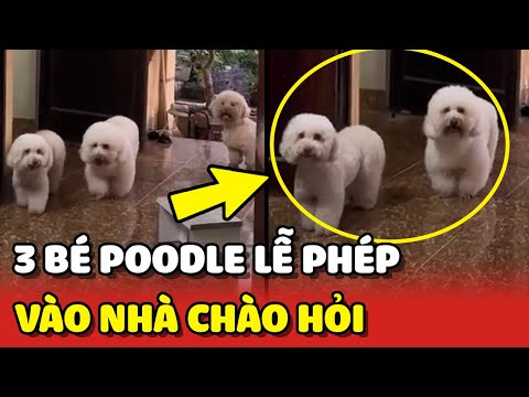 Video: Giống chó mới của AKC thực sự chỉ là một con thú nhồi bông nhảy múa giả vờ là chó