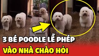 Ba bé Poodle LỊCH SỰ nhất năm không TỰ Ý vào nhà NGƯỜI LẠ  | Yêu Lu