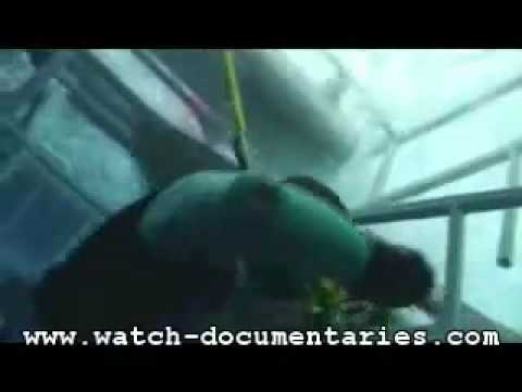 Great White Shark entering cage, hard times of diver