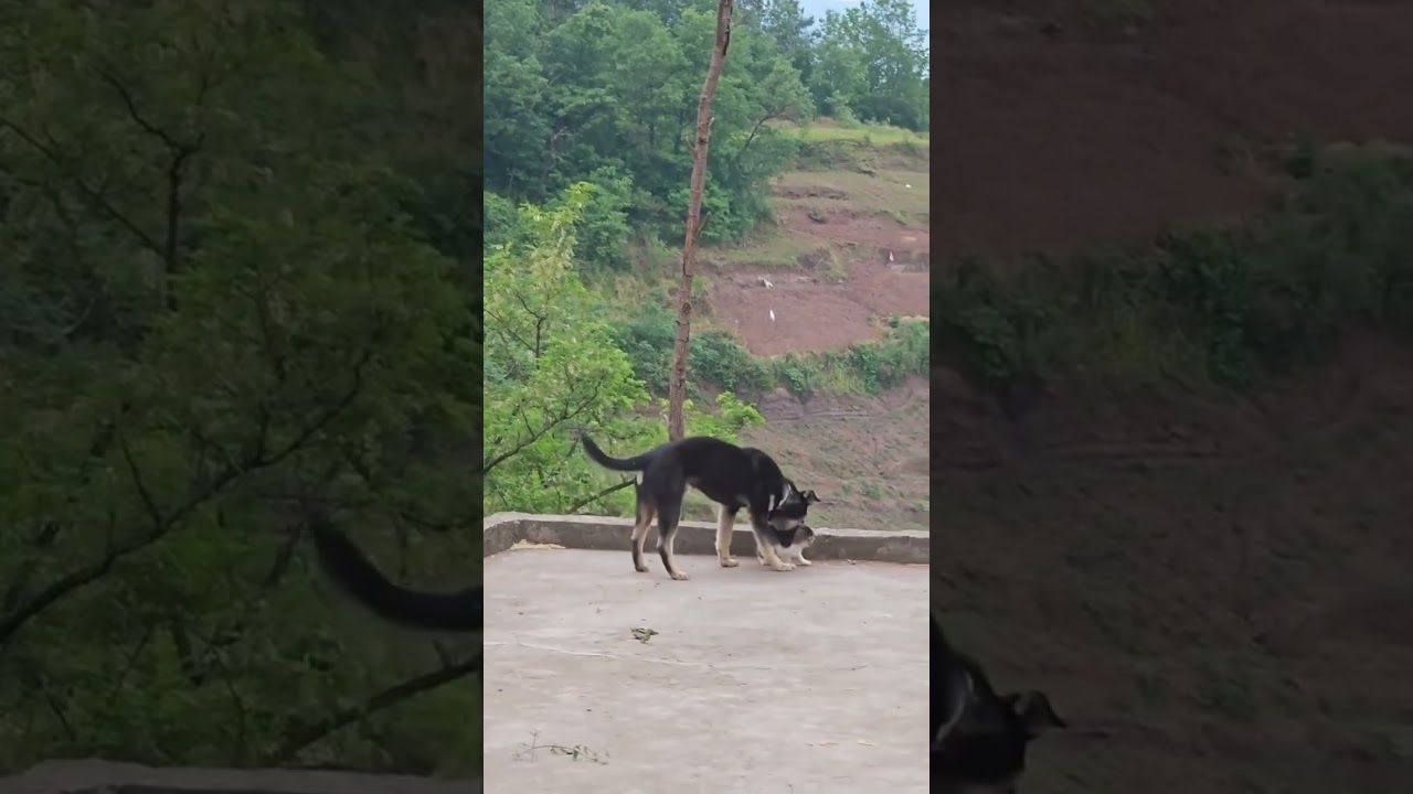 പൂച്ച സാറിനെ വിളിക്കാൻ വന്ന നായ 