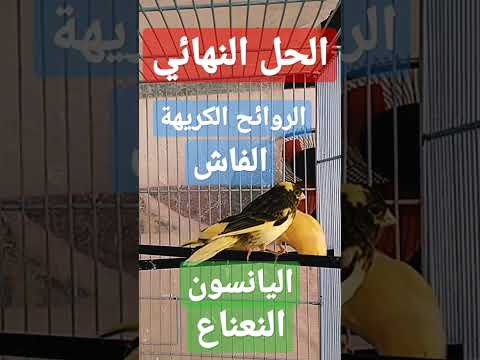 الحل النهائي للروائح الكريهة و الفاش في قفص الكناري 
