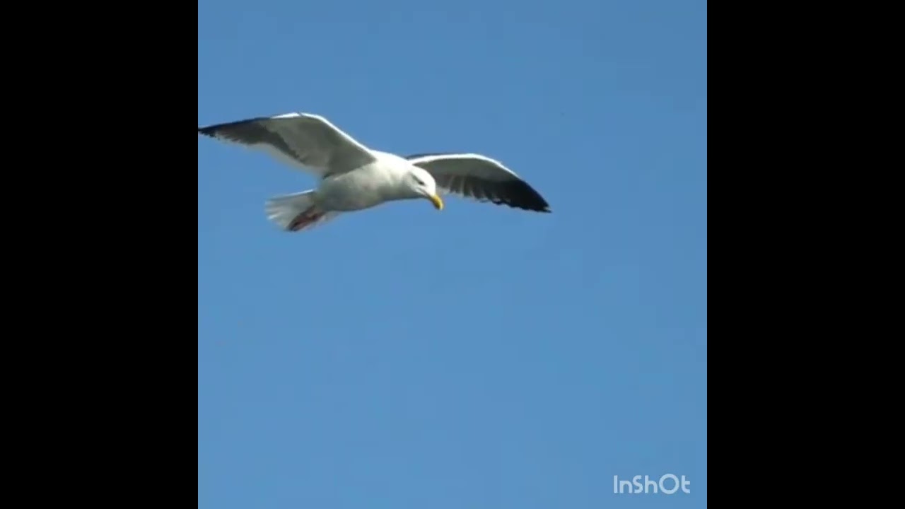 Decoding the mind Series 5 - The Extreme stress loop(Trying to decode the neuro-divergent mind)