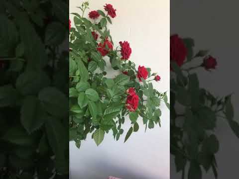 تصویری: گیاهان محدود (68 عکس): گل ها و درختچه های کم رشد سالانه ، گل داودی و لاله ، گلهای زرد و سفید ، کاشت گل رز