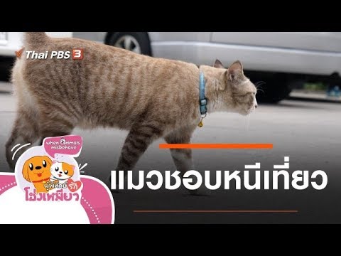 แมวชอบหนีเที่ยว : ผู้พิทักษ์รักโฮ่งเหมียว (14 ก.พ. 63)