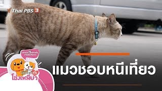 แมวชอบหนีเที่ยว : ผู้พิทักษ์รักโฮ่งเหมียว (14 ก.พ. 63)