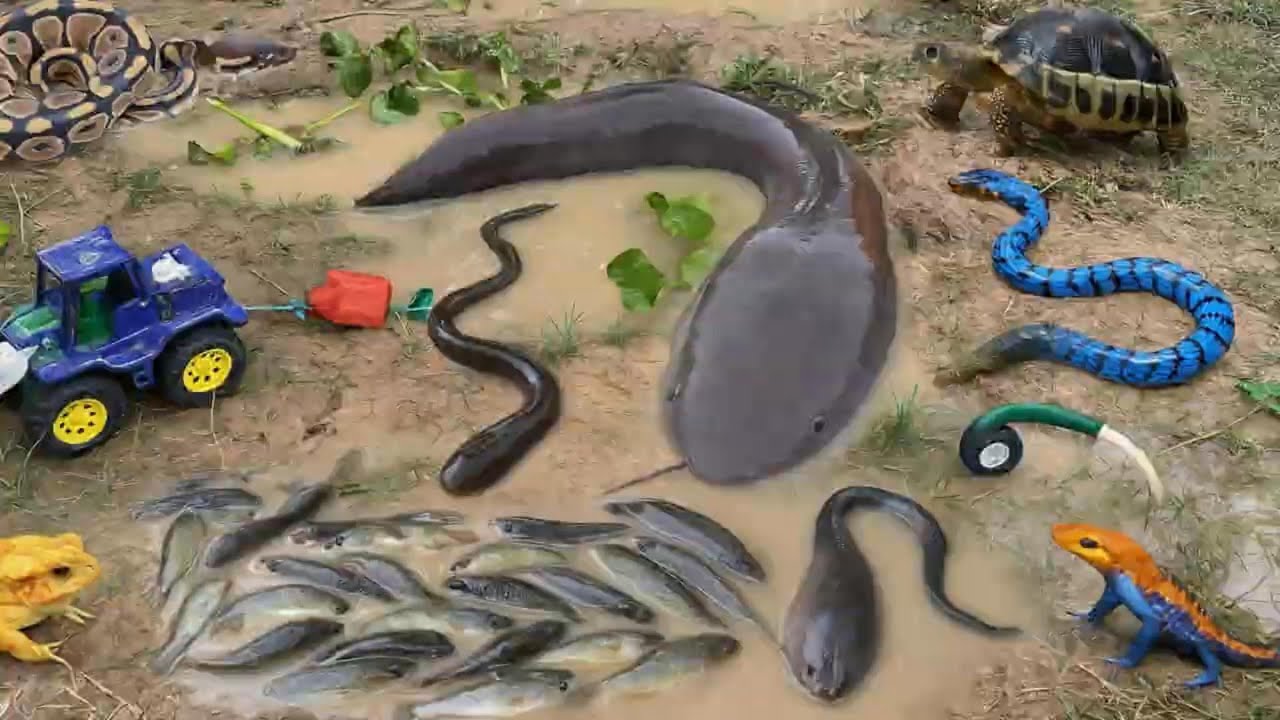 Big Pond Fishing! Wild Fish Harvest with Diesel Tractor & Powerful Pump