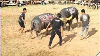 KAMPA GARE' TM SAXON (WIN)  vs  RAJAWALI SILTO BUNPES