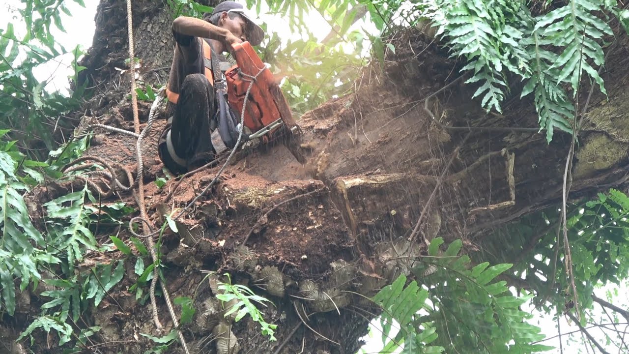 Pemotongan Pohon Trembesi jumbo yang berongga lebar dan dalam dan membahayakan warga ‼️‼️‼️ 1