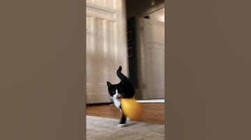 Funniest Tuxedo Cat🤡🤣#shorts #cat #funny #kitten