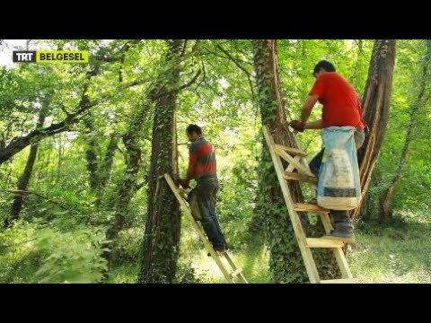 Video: Sığla Ağacı Nedir - Sığlaların Bakımı Hakkında Bilgi