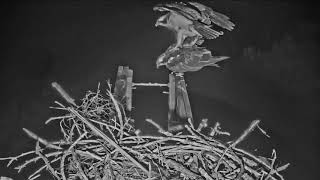 2021-04-06 Mom was ready, but the male didn&#39;t follow through and bailed! | Boulder County Osprey Cam
