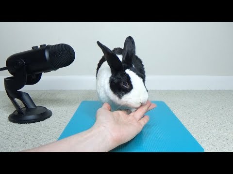 rabbit-eating-applesauce-off-fingers-asmr