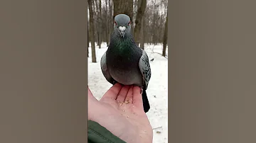 Голубь не хочет улетать / The pigeon doesn't want to fly away