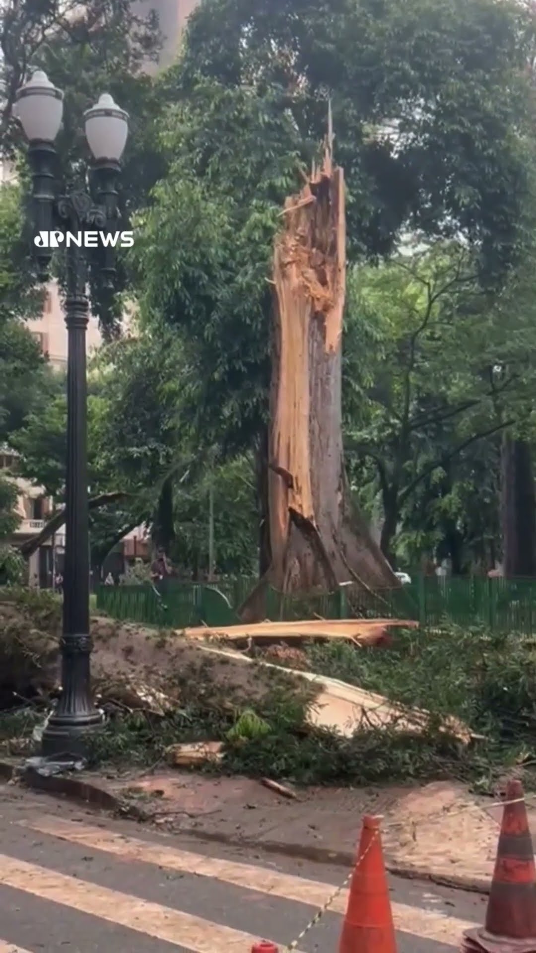 Temporal derruba árvore com mais de 200 anos no Largo do Arouche, em São Paulo #shorts