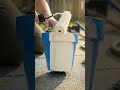 Messy Plant Pots Perfect Aesthetic Makeover Satisfying DIY Transformation#short #shortsviral #viral