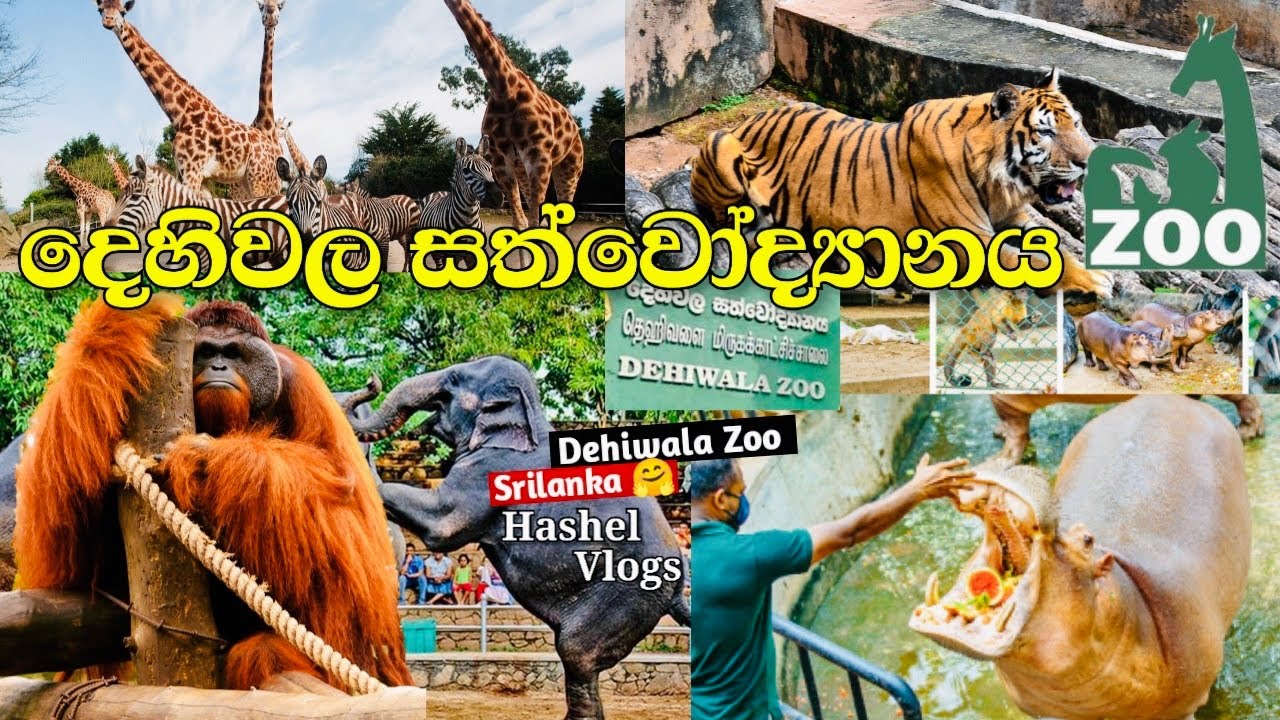 Dehiwala Zoo Sri Lanka 2022🇱🇰 YouTube