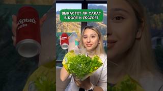 ВЫРАСТЕТ ЛИ САЛАТ В КОЛЕ И УКСУСЕ?