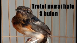 Trotol murai batu umur 3 bulan#peternakan #kicaumania #muraibatu