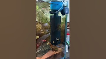 Máy lọc hồ cá đa năng,tinh gọn thiết bị lọc trong 1 bộ lọc,.#phụkiệnthuỷsinh  #notashopvn #fyp