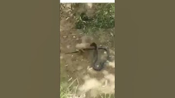 mongoose vs black mamba ultimate fight2023