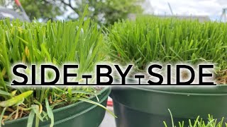 Kentucky Bluegrass vs Perennial Rye: The Differences Explained Up Close