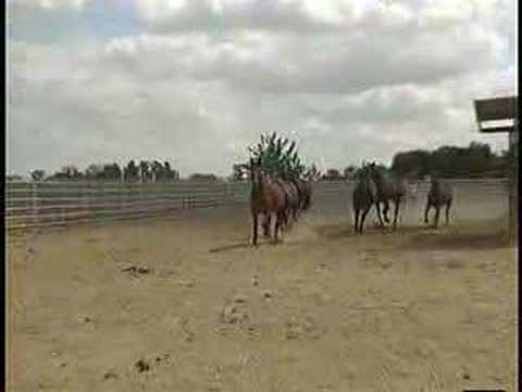 UC Davis Newswatch: West Nile Strain