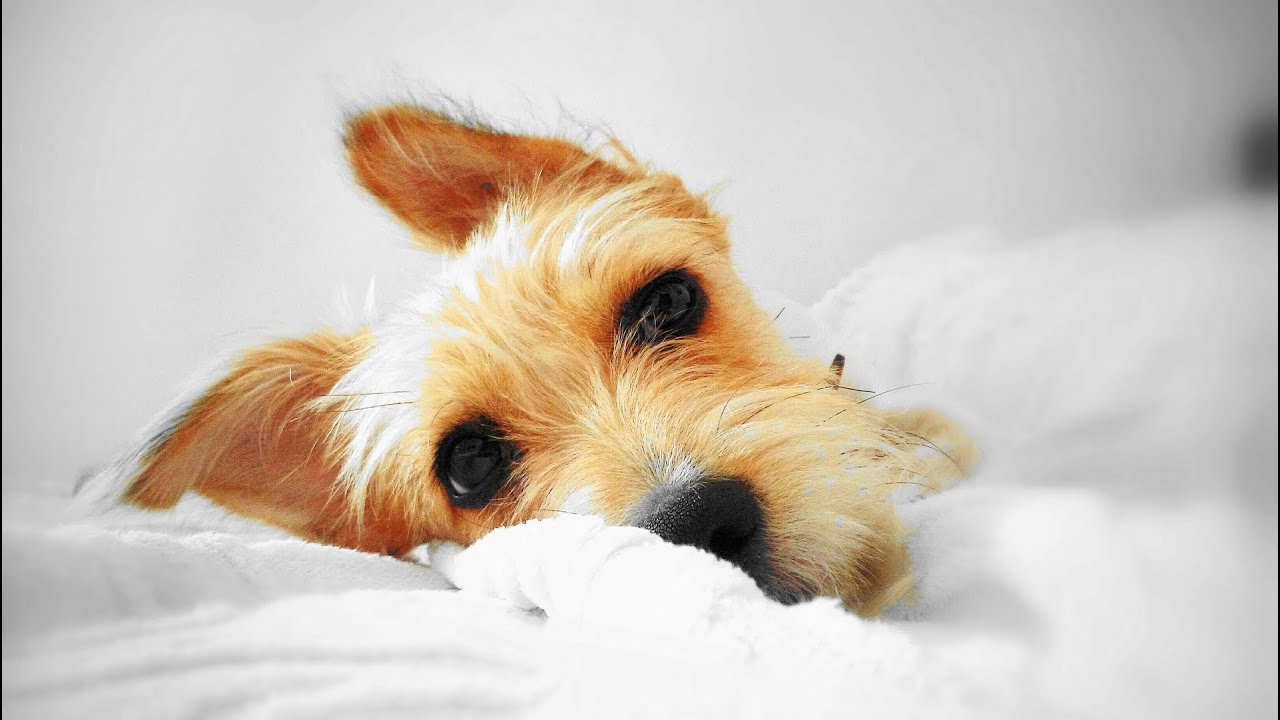 My Mixed Jack Russell Longhaired Lollobrigida Lolla Youtube